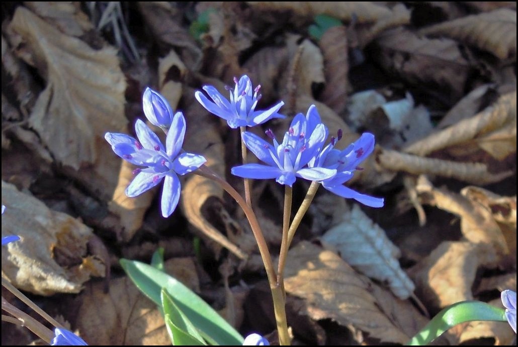 Palermo : Scilla bifolia  (Asparagales - Asparagaceae)